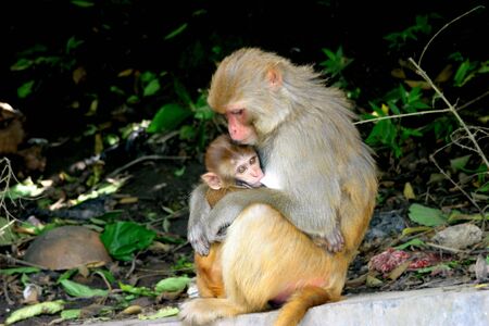 monkeys