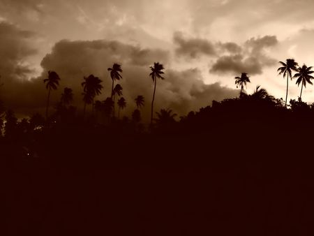 Coconut palms on sand beach in tropic on sunset. Thailand, Koh Chang, Klong Prao beach の写真素材