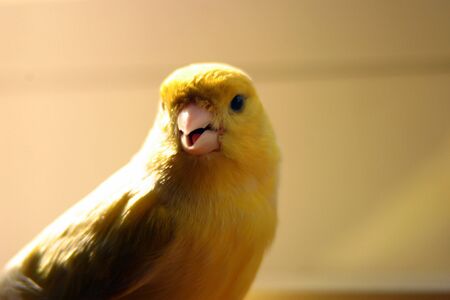 Close-up on a yellow canaryの写真素材