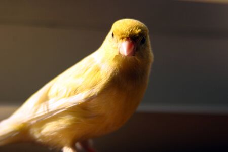 Close-up on a yellow canaryの写真素材