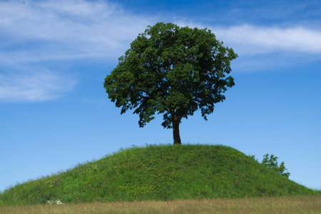 Lonely oak tree on the top of a hillの写真素材
