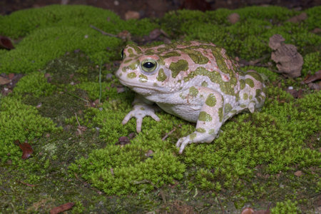 Egyptian or European green toad European Green Toad or Bufo viridisの写真素材