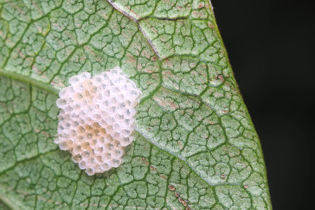 White hollow bug eggs on a green leaf in a gardenの写真素材