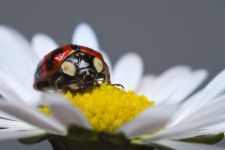 Ladybird or ladybug on a daisyの写真素材