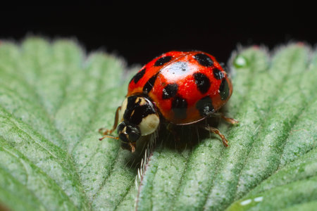 Ladybird or ladybug on a leafの写真素材