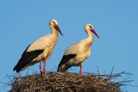 Couple of white storks (Ciconia ciconia) in the nest