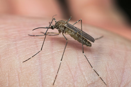 Common house mosquito (Culex pipiens) preparing for bite human skin