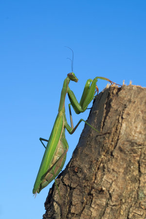 European or praying mantis (Mantis religiosa) hunting in a garden