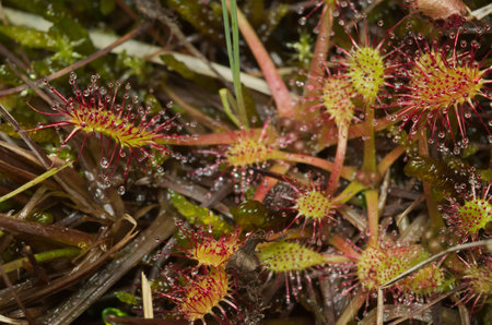 Round-leaved sundew (Drosera rotundifolia), carnivorous plant with an insect feedingの写真素材