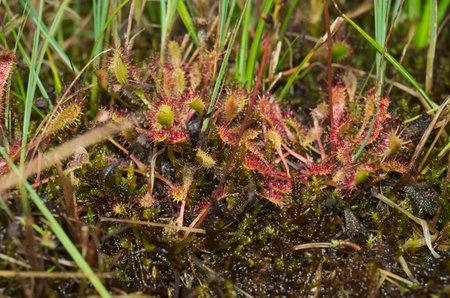 Round-leaved sundew (Drosera rotundifolia), carnivorous plant with an insect feedingの写真素材