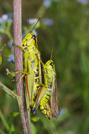 Alpine green grasshopper couplingの写真素材