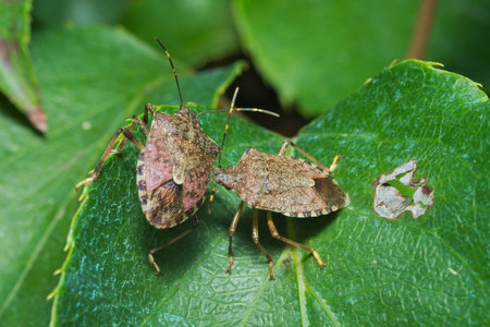 Couple of vernal Shieldbug (Peribalus strictus) on a leaf