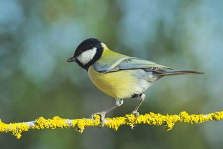 Great tit (Parus major) standing on a sprig of yellow lichen coveredの写真素材