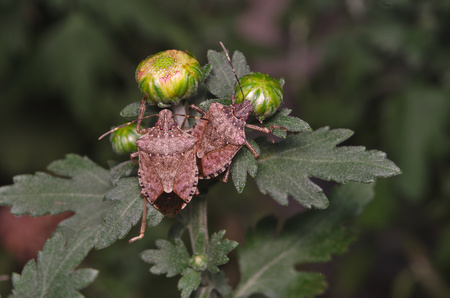 Brown marmorated stink bug (Halyomorpha halys) on green leaves (Ita: Asian bug; Deu: Marmorierte...