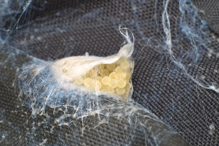 Eggs of European spider protected by a sack made of white silk
