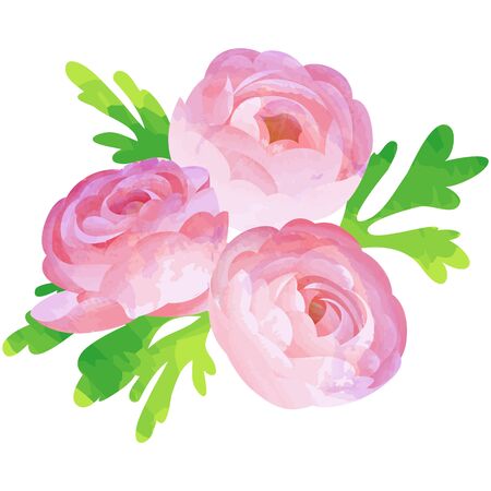 ranunculusのイラスト素材