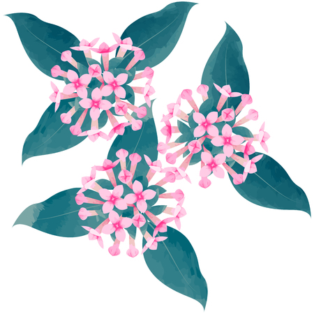 bouvardia-birth flower vector illustration in watercolor paint texturesのイラスト素材