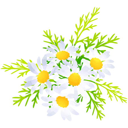 Margaret-birth flower vector illustration in watercolor paint texturesのイラスト素材