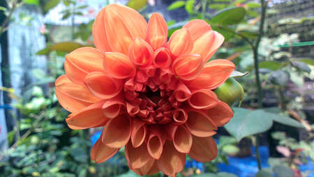  Orange color flowerの写真素材