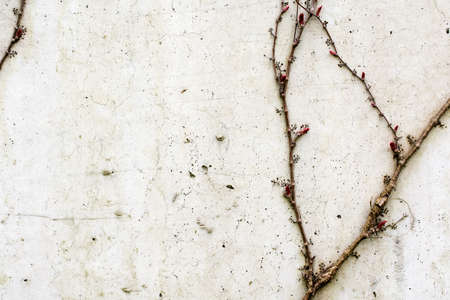 wall of damaged white concrete overgrowing with ivy for background, or textureの写真素材