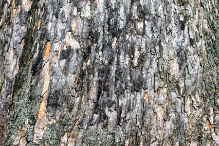 rough tree bark for background or texture