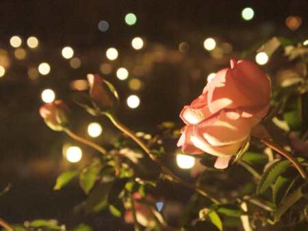 Fantastic light and rose at nightの写真素材