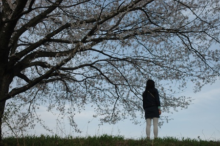 Cherry blossoms and womanの写真素材