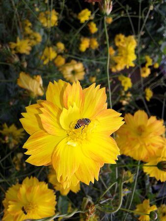 African daisy yellow flower on a green treeの写真素材