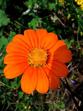 Beautiful orange flower on dark green backgroundの写真素材