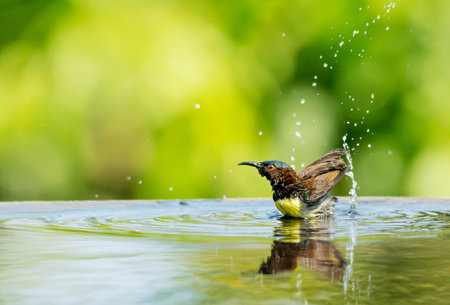 A bird taking a bath in a water fountainの写真素材