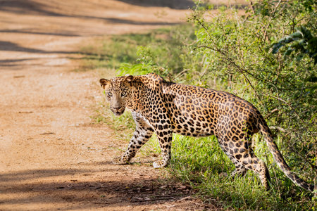 A close look of a Leopard at Yala, Sri Lanka