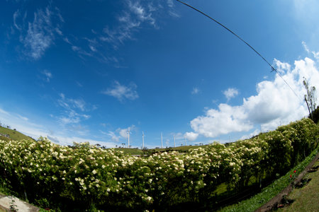 White flowers in the garden with blue sky and white clouds background.