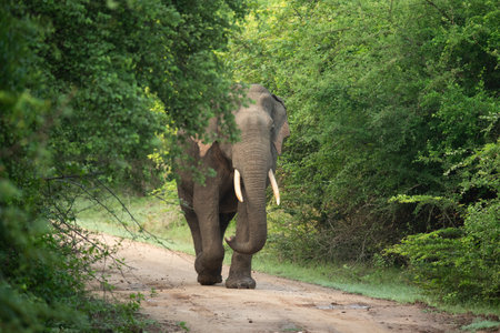 A walking elephant in a forest roadの写真素材