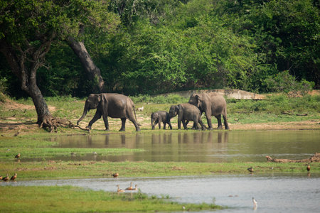 A beautiful family of asian elephants in a national parkの写真素材