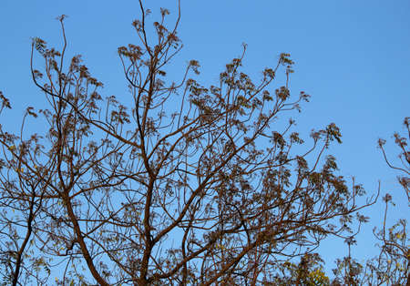 A Tree With Background Of Blue Sky
