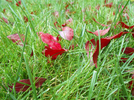 Autumn red leaves on green grass, macro closeup.の写真素材