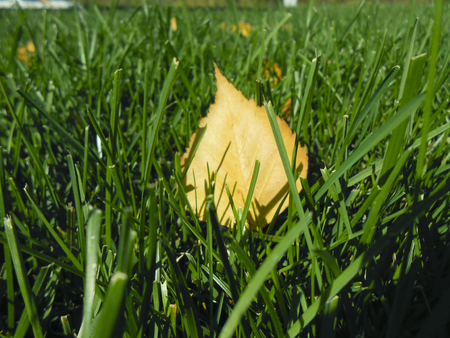 Autumn yellowleaves on green grass, macro closeup.の写真素材