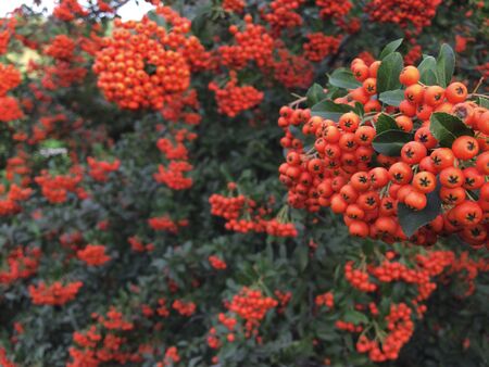 Autumn rowan tree with red berries and colorful leaves. Selective focus. Rowan branches covered with beautiful red berries. Pyracanthの写真素材