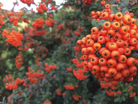 Autumn rowan tree with red berries and colorful leaves. Selective focus. Rowan branches covered with...