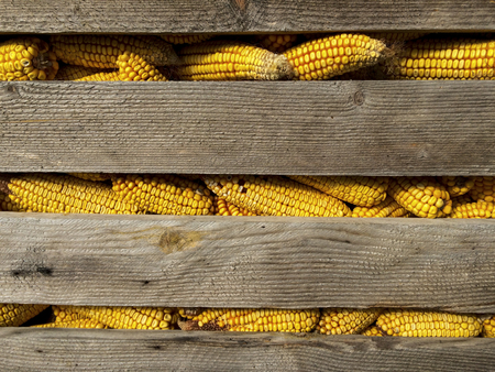 Yellow corn cobs wooden background, abstract backgrounds.