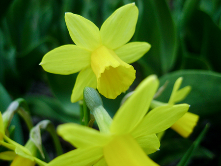 Narcissus in Spring. Blooming daffodils, Narcissus, in the garden. Meadow filled with yellow daffodils irradiated evening sun. Spring bulbs.の写真素材