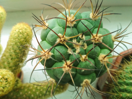 Nature green background, cactus tree. Close-up cactus, cacti, cactuses or cactus.