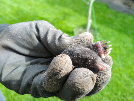 Mole Wild on the hands in the garden gloves close-up