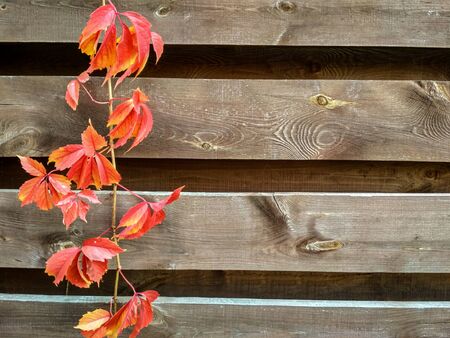 Bright colorful leaves of wild grapes ivy on the wooden background. Autumn backgroundの写真素材