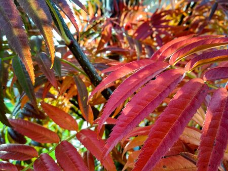 Red rowan leaves in autumn. colorful red rowan leaves in beautiful gardenの写真素材