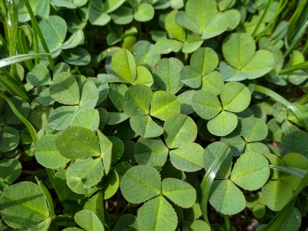 lot of fresh green clover background. Lucky Irish Four Leaf Clover. St. Patricks Day.