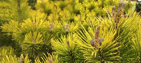 Young Pine buds in spring. Pinus mugo, dwarf mountain pine, mugo pine. Pinus mugo winter gold....