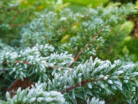 Christmas Tree in snow background. Branch of fir tree covered with snow, closeup. Selective focus.の写真素材