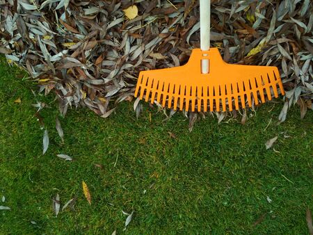 Pile of fall leaves with fan rake on lawn