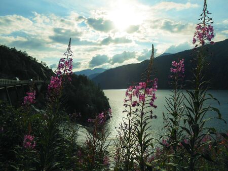 Norwegian fjord landscape. Norwegian landscape with Nordfjord fjord, mountains andflowers
